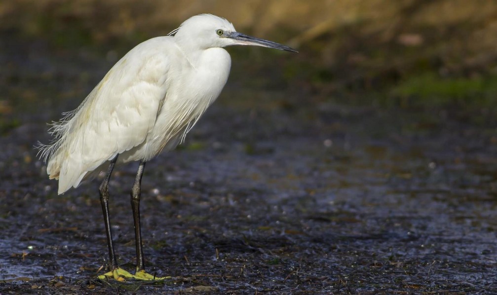 Egretta garzetta, the little egret photographed in Slovenia