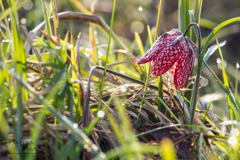 Snake's head or Fritillaria Meleagris growing in the damp, lowland meadows of the Ljubljana Marshes, Slovenia