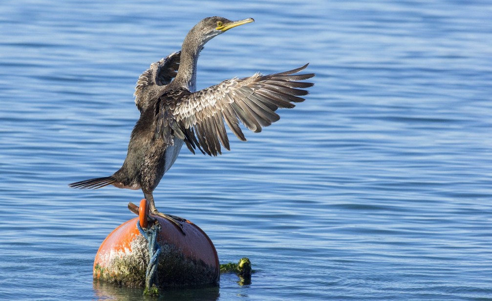 Phalacrocorax aristotelis desmarestii, the Mediterranean shag photographed in Slovenia