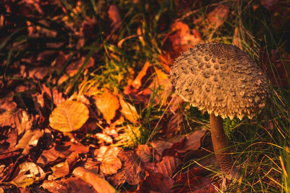 Parasol mushroom, Slovenia