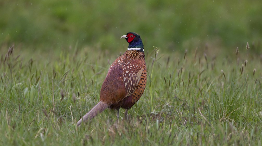 Phasianus colchicus, the ring-necked pheasant photographed in Slovenia