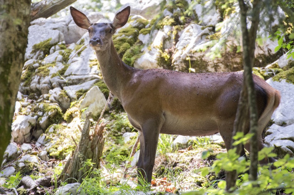 Hind or the female red deer, Cervus elaphus, in the wild in Slovenia