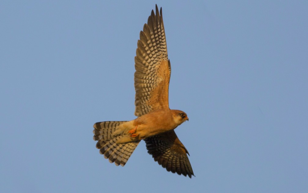 Falco vespertinus, the red-footed falcon photographed in Slovenia