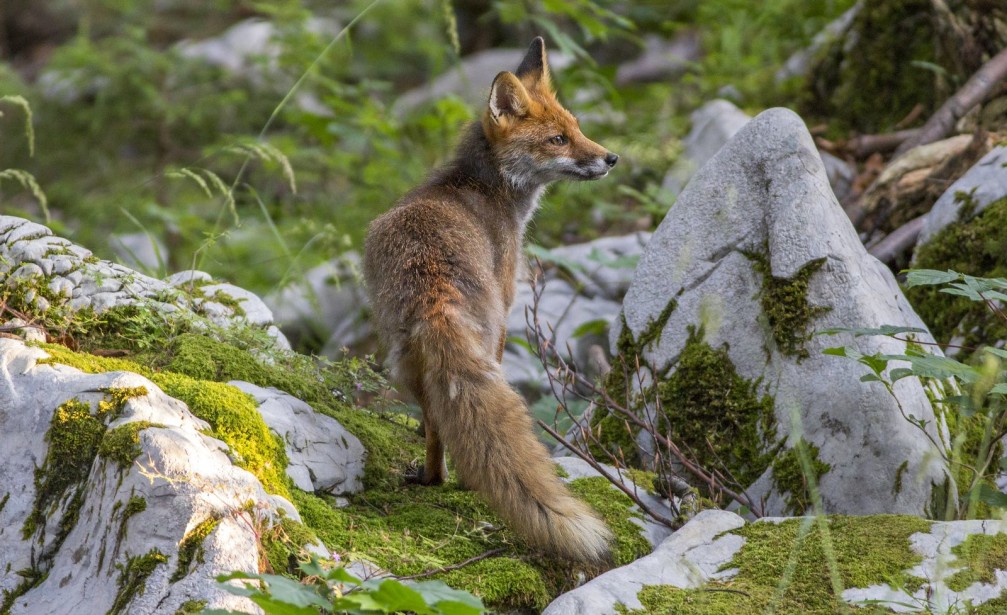 Wild red fox, Vulpes vulpes, scavenging in a forest in Slovenia