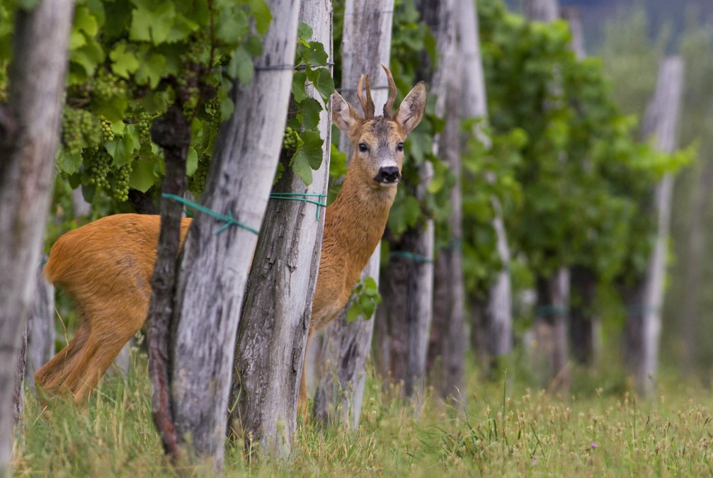 The small, elegant male roe deer, Capreolus capreolus, standing alert in the vineyard in Slovenia