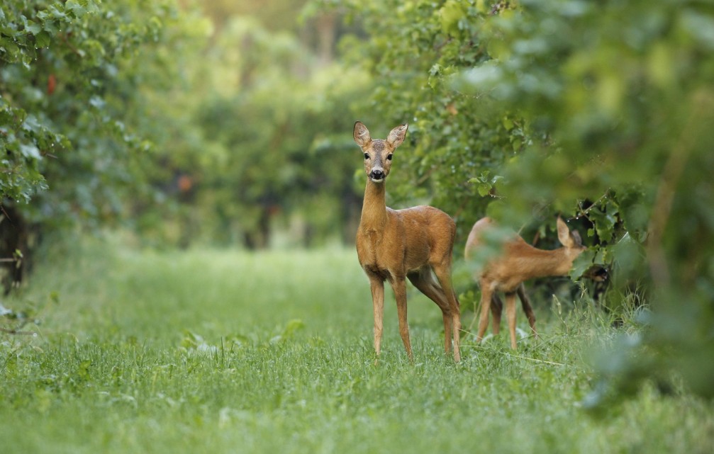 Two female roe deer, Capreolus capreolus, standing alert