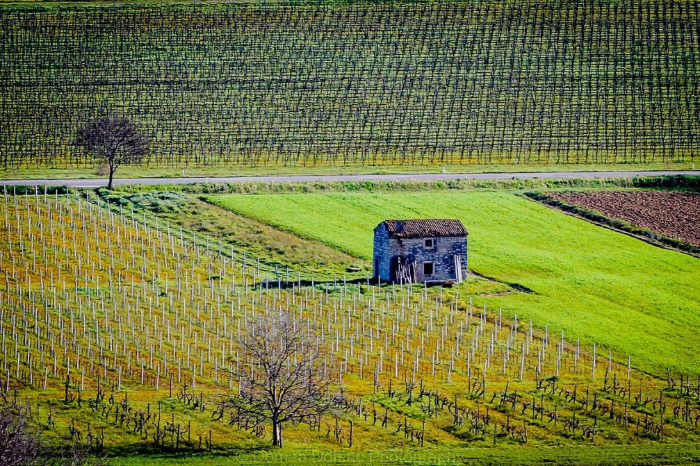 Secovlje vineyards in Slovenian Istria
