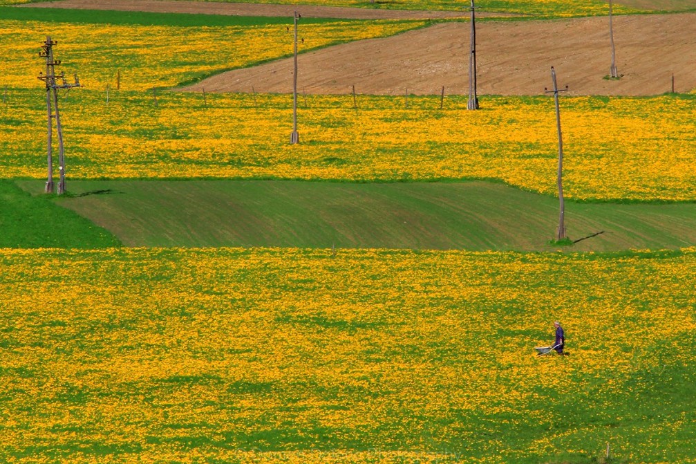 Yellow fields of dandelions on farmland in the Selca valley in Slovenia