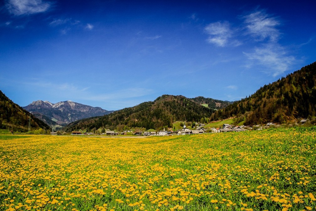 Beautiful spring shot with a dandelion meadow in the Selca valley in Slovenia