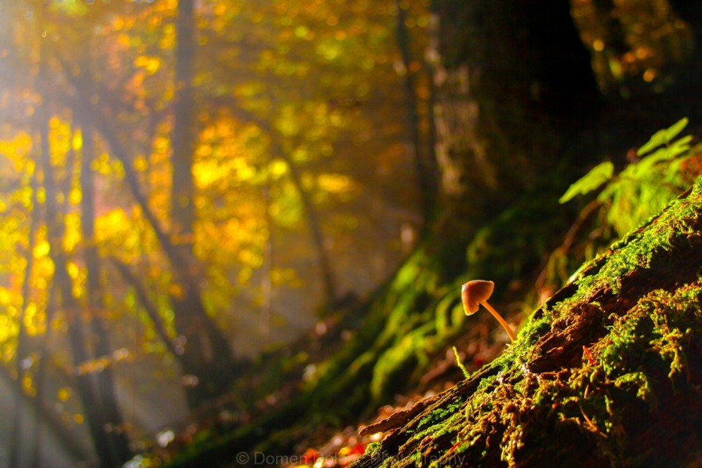 Mushroom growing in a woods in Slovenia in autumn