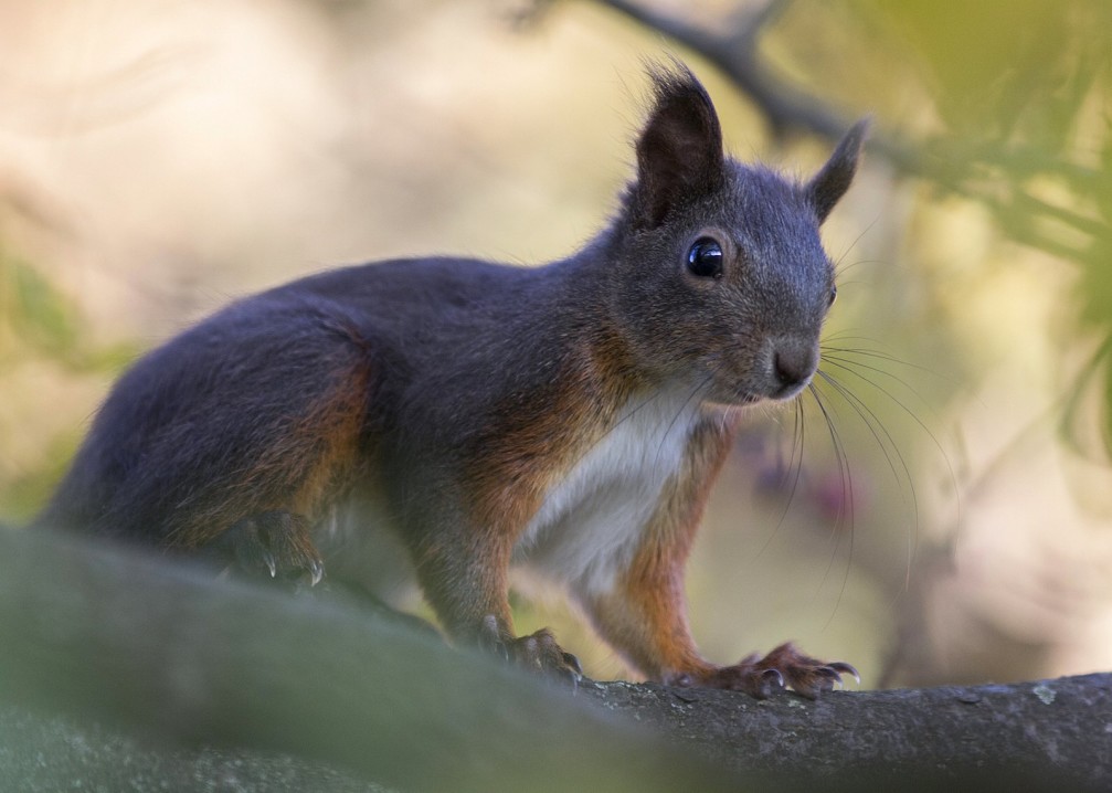Cute squirrel, Sciuridae, on branch