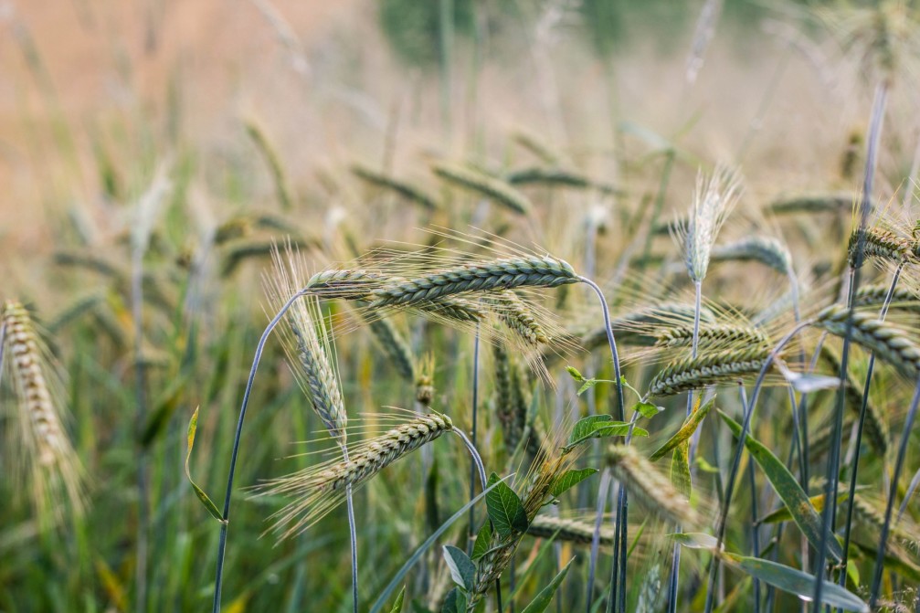 Wheat growing on the field near the village of Velika Loka, Slovenia