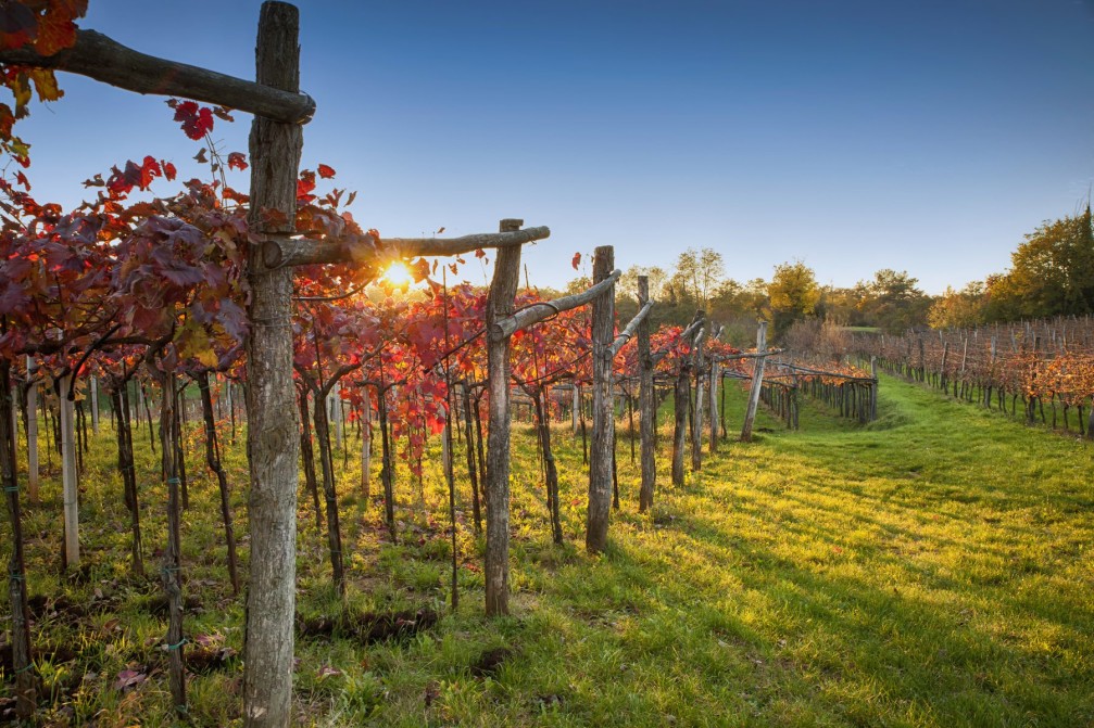 Vineyards planted with the Refosco grape variety in the Karst wine-growing region of Slovenia