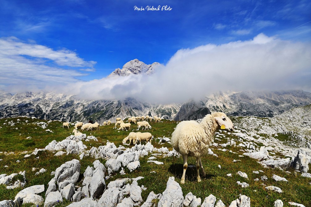 A flock of sheep grazing in high pastures in the Julian Alps, Slovenia