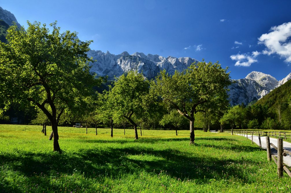 Trees and beautiful nature in the Logarska Dolina Valley and Landscape Park in northern Slovenia