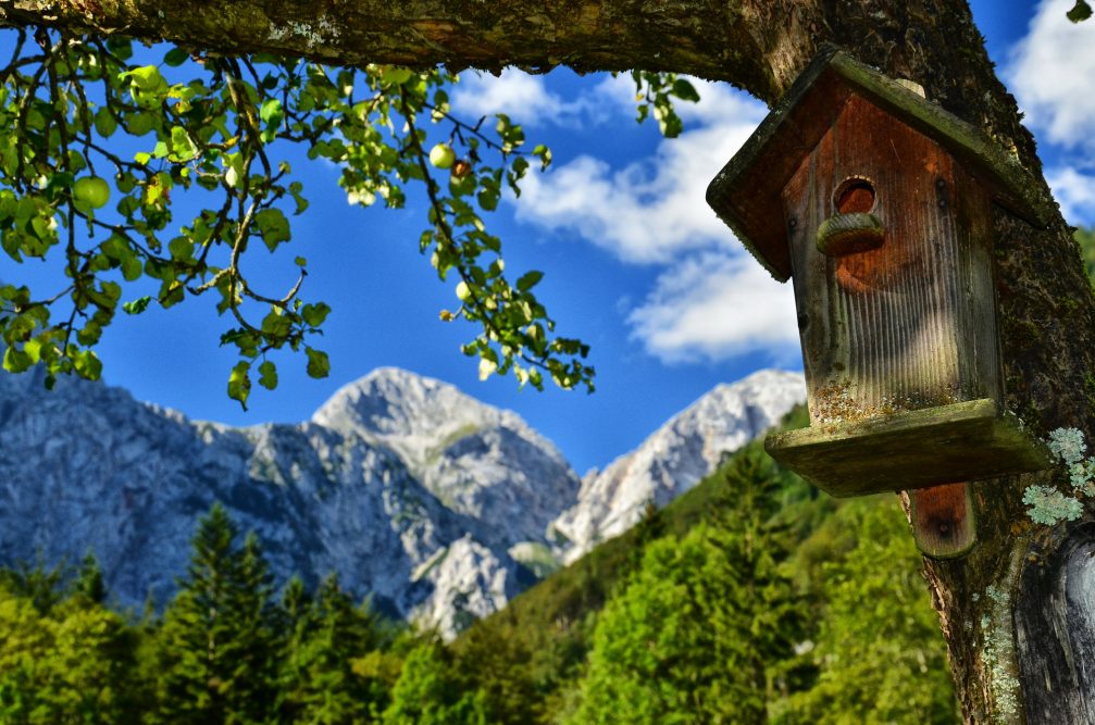 A birdhouse on a tree in the Logarska Dolina Valley and Landscape Park in northern Slovenia