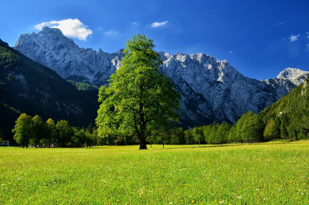 A green meadow in the Logarska Dolina Valley and Landscape Park in northern Slovenia