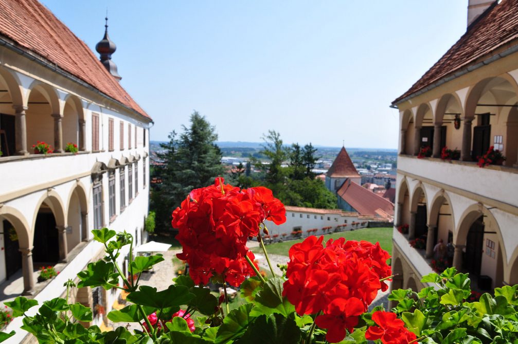 A view from Ptuj Castle with red flowers in front