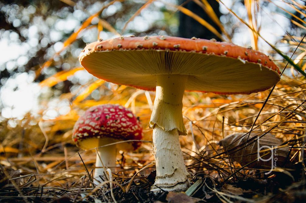 Amanita muscaria, commonly known as the fly agaric or fly amanita, growing in the woods in Slovenia