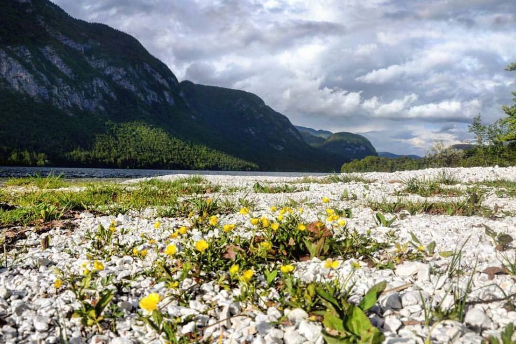 Lake Bohinj in the Triglav National Park with beautiful nature all around