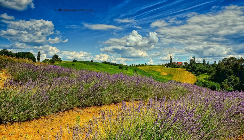 The Pernica countryside with the lavender fields in bloom