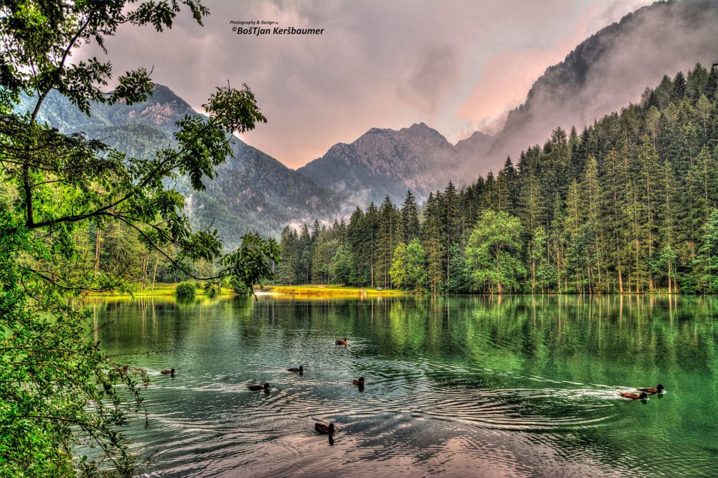 A group of mallards swimming at the Plansarsko Jezero lake in Zgornje Jezersko, Slovenia