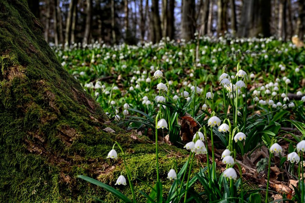 Leucojum vernum, the Spring Snowflake, growing in the Pohorje woods in Slovenia