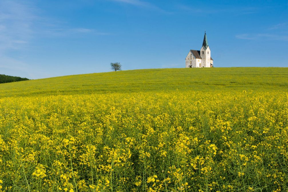 A field of yellow rapeseed in flower and the Church of St. Oswald in Unise, Slovenia