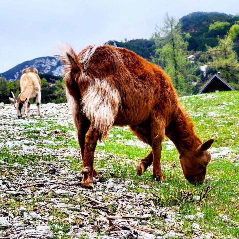 Some local wildlife on the Vogel mountain above Lake Bohinj in the Triglav National Park