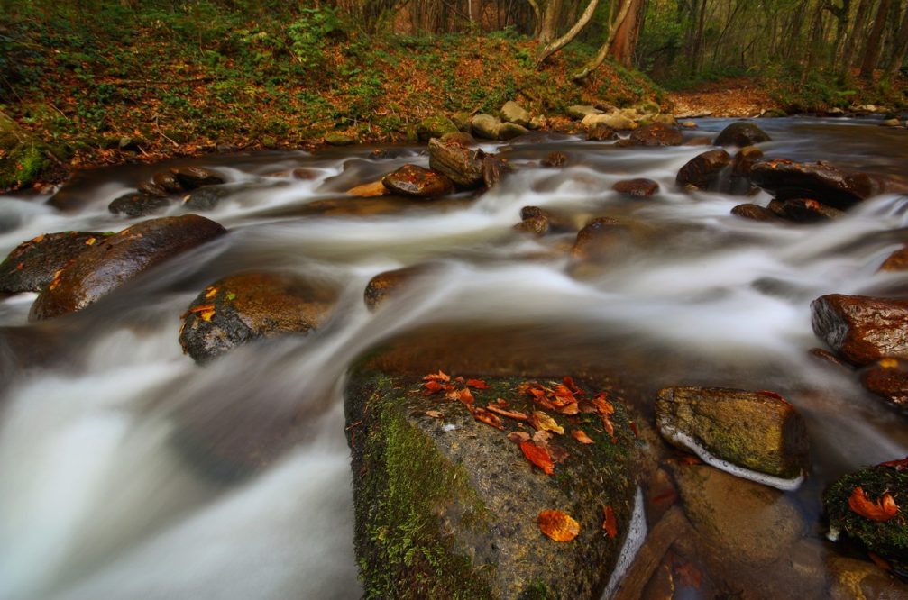 The crystal-clear water of the Bistrica stream at the Bistriski Vintgar gorge near Slovenska Bistrica