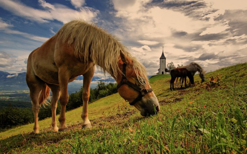 Horses grazing grass on the slope of a hill with the Jamnik church in the background