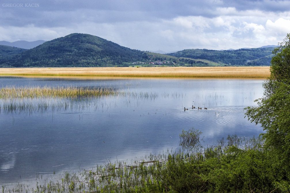 A group of mallard ducks floating quietly on the intermittent Cerknica lake in Slovenia