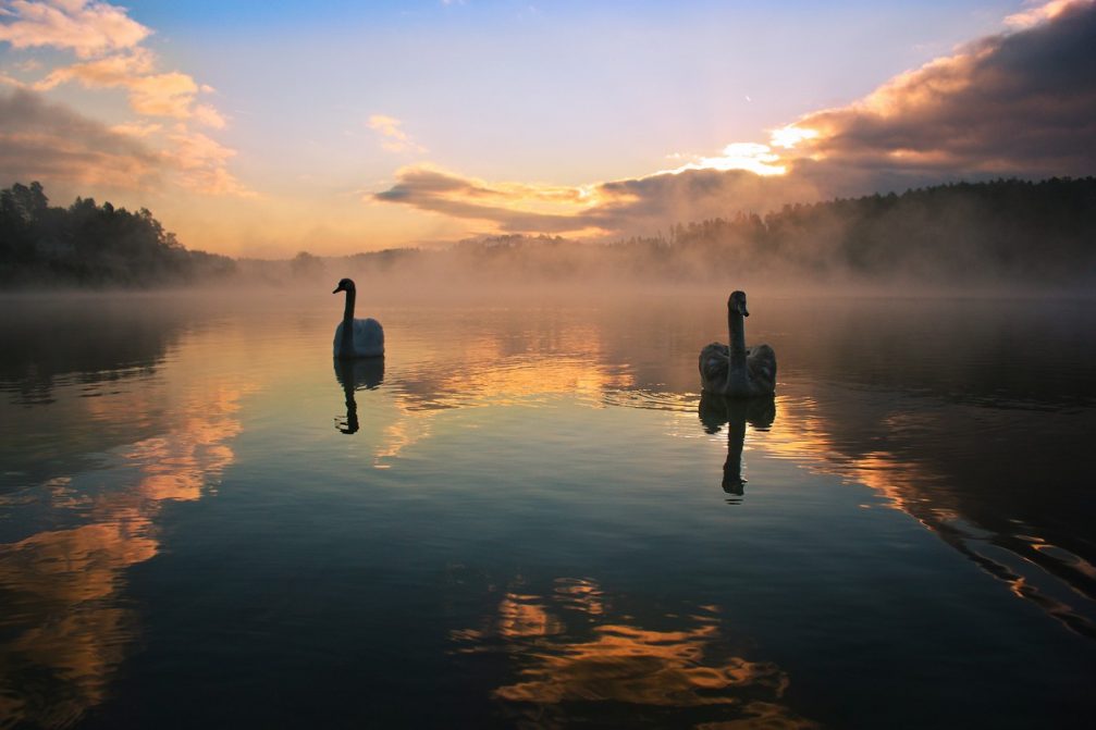 A couple of elegant white swans floating on the Smartinsko Jezero lake near Celje, Slovenia