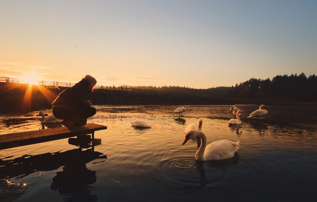 A flock of elegant white swans at the Smartinsko Jezero lake in Slovenia