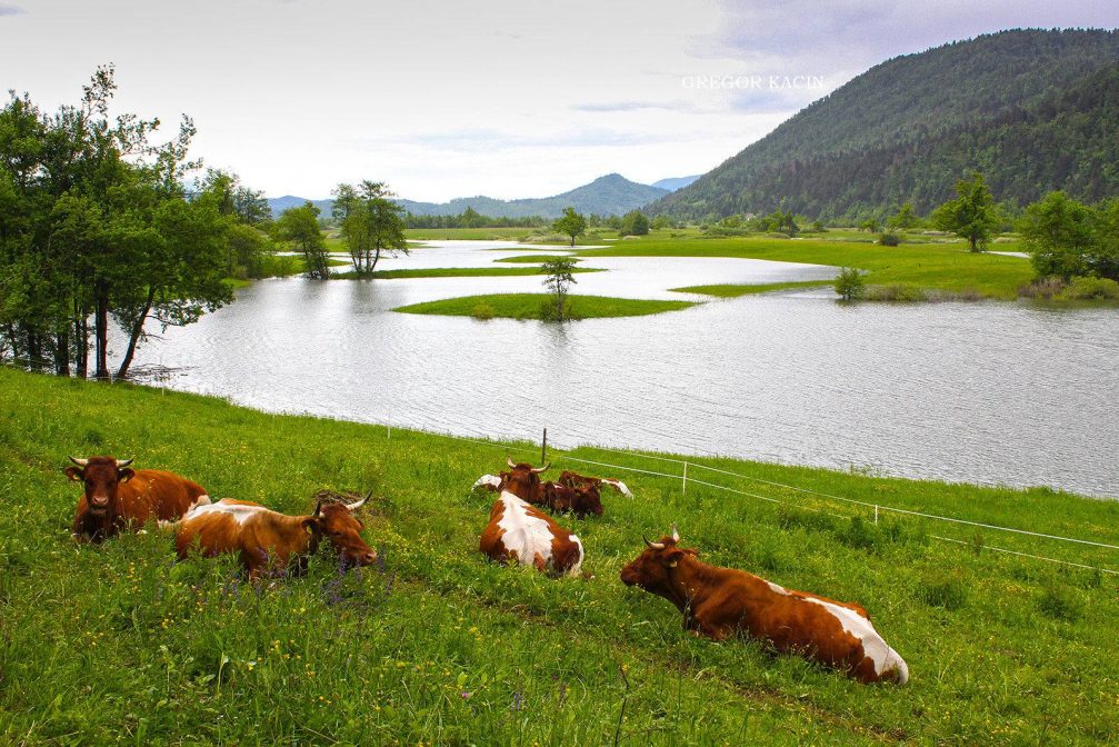 A herd of cows on a pasture at the flooded Planinsko Polje karst field in Slovenia