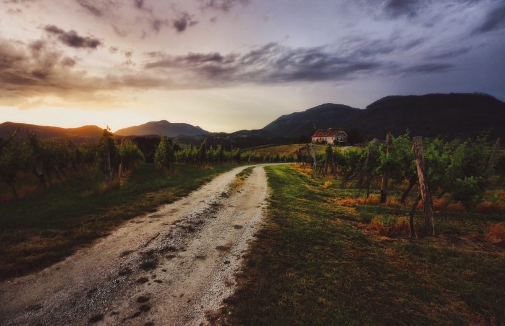 A dirt road through the Skalce vineyards in the municipality of Slovenske Konjice in eastern Slovenia