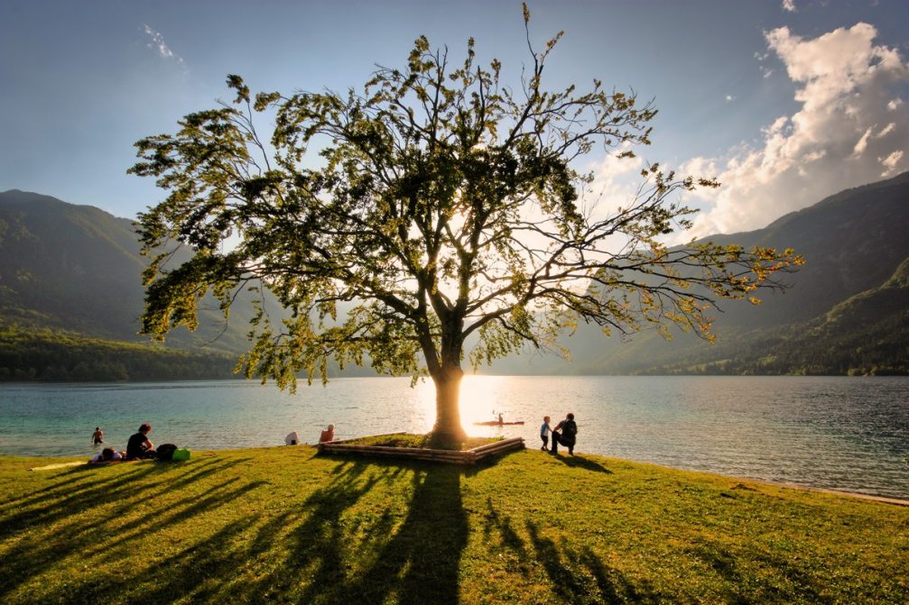 The most photographed tree in Slovenia with Lake Bohinj in the background