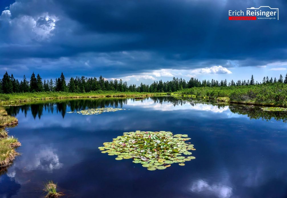 Lake Ribnisko Jezero in the Pohorje Hills surrounded with pine trees and adorned with water lilies