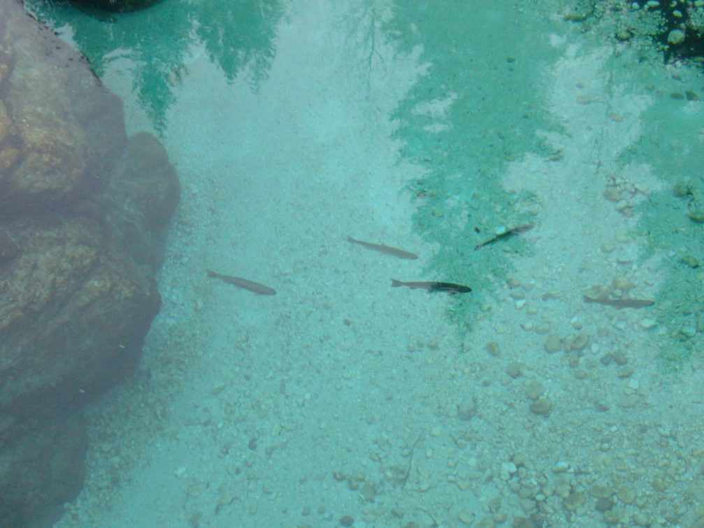 A group of marble trout swimming in a crystal clear waters of the Soca River