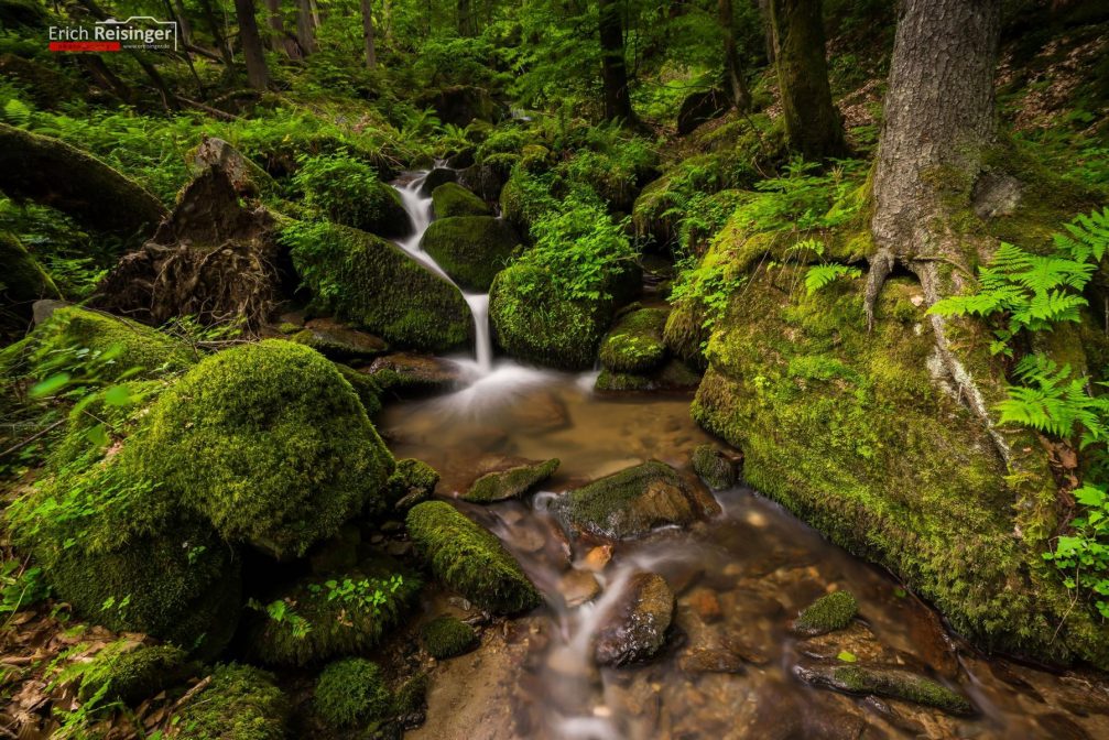 One of the streams in the heavily wooded Pohorje massif in northeastern Slovenia