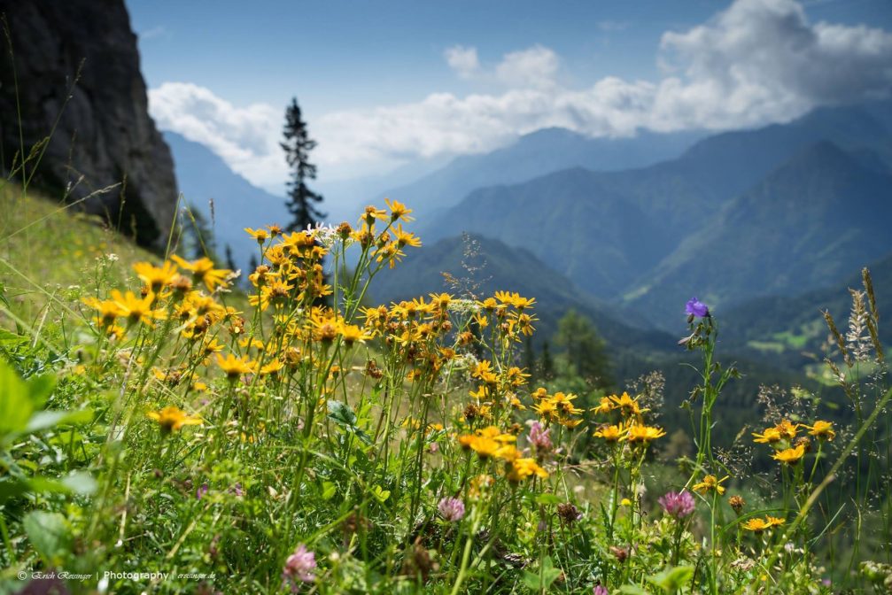 View of the flowers in the Triglav National Park in Slovenia