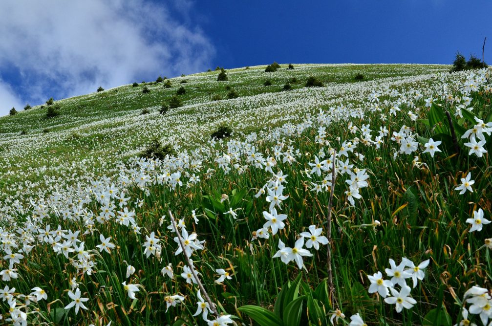 Looking up a hill below Golica carpeted in white mountain daffodils