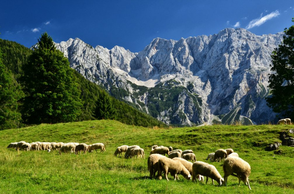 A flock of sheep grazing in high pastures in the Kamnik-Savinja Alps in Zgornje Jezersko