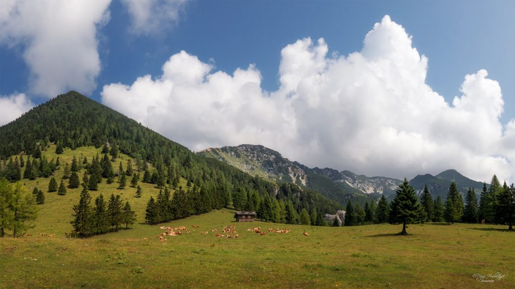 A herd of cows grazing on the Kriska Planina mountain pasture in Slovenia