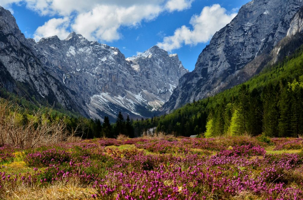 Krma Valley in the Triglav national park in spring with flowers blooming everywhere