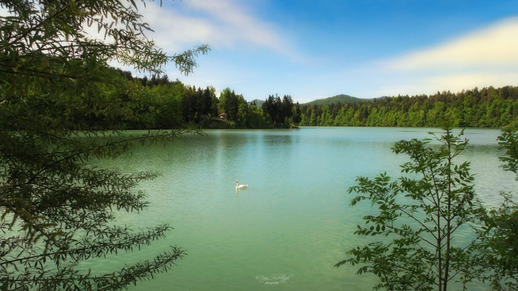 Lake Zbiljsko Jezero with a beautiful white swan flowing in the middle