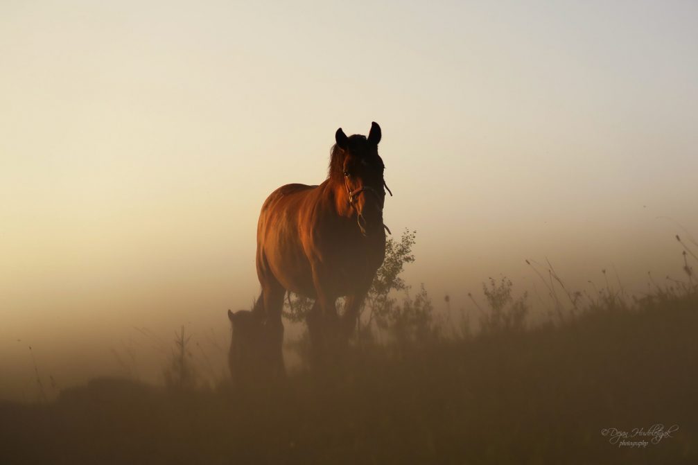 A horse on a pasture in Nemilje, Slovenia