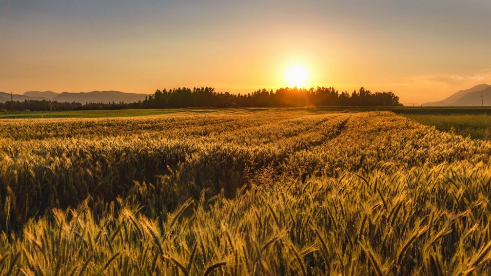 A golden barley field in the Slovenian countryside at sunset