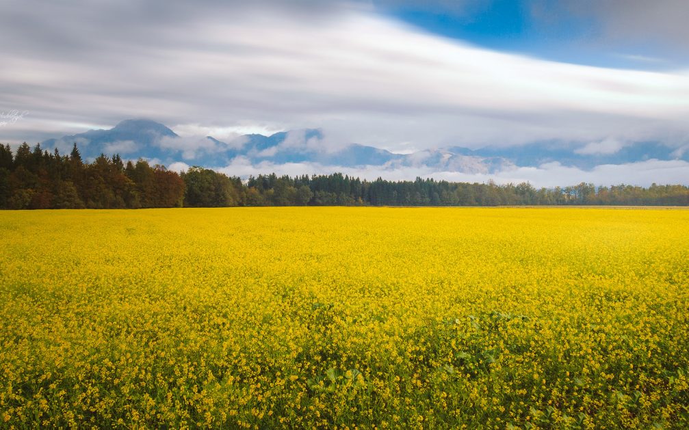 A rapeseed field in yellow bloom on a farm near the village of Sencur, Slovenia