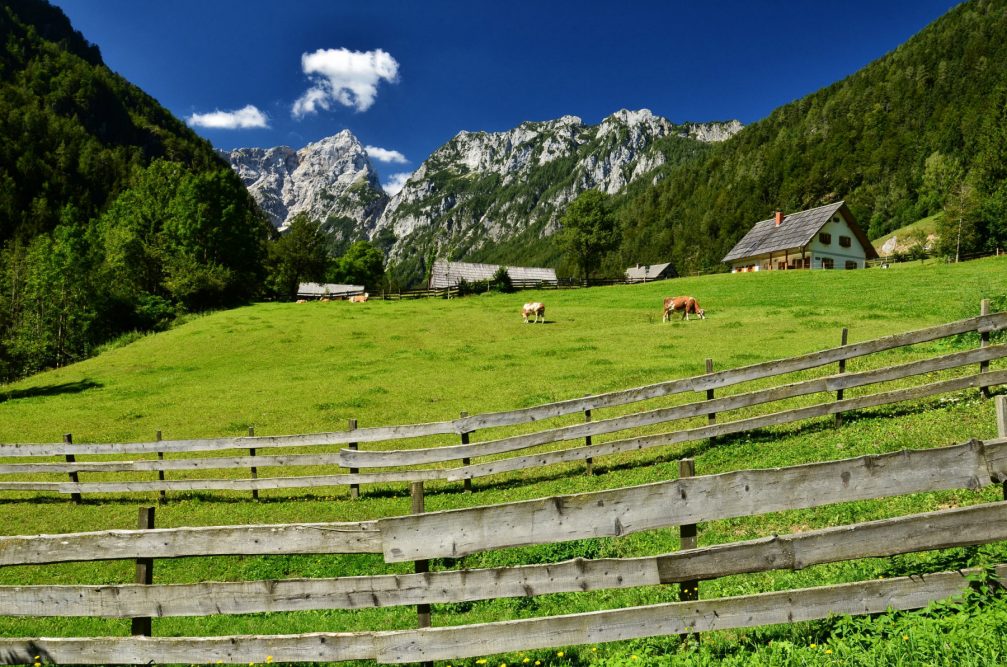 Cows grazing on pasture in the Robanov Kot Valley, which is protected as a Landscape Park